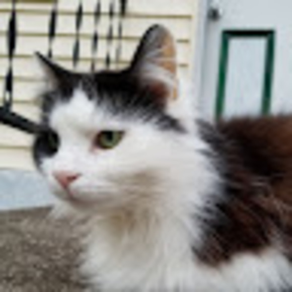 Meet your Posher, Ashley - Picture 1 of 1